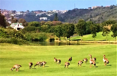 Goose Vallery Grapevine