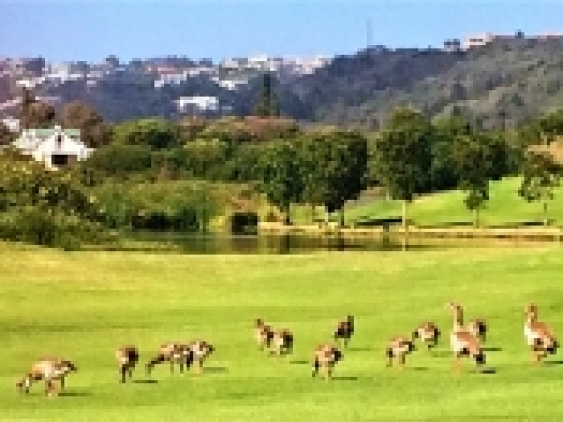 The Goose Valley Golf Committee Grapevine March 2017