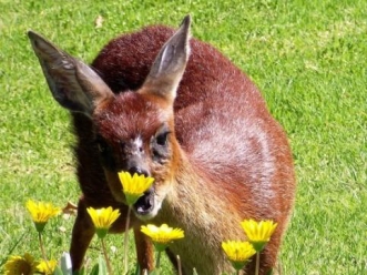 Goose Valley Spring 2017